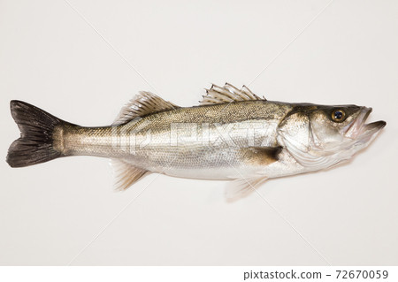 Suzuki (Seabass) 72670059