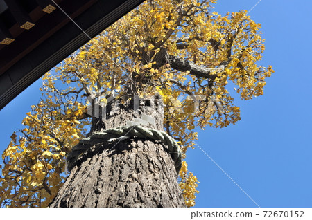 Kawasaki Daishi in winter Kawasaki Daishi in winter 72670152