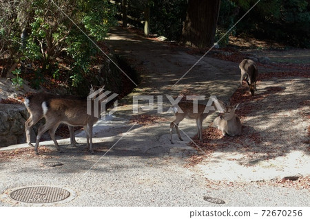 宮島野鹿 72670256