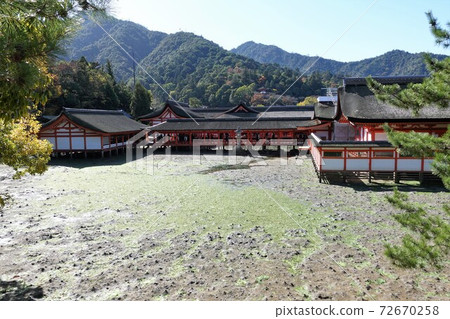 Miyajima Itsukushima Shrine Miyajima Itsukushima Shrine 72670258