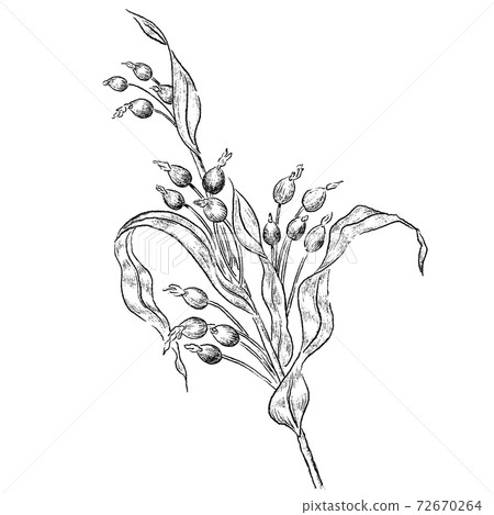 Hatomugi線圖素描 72670264