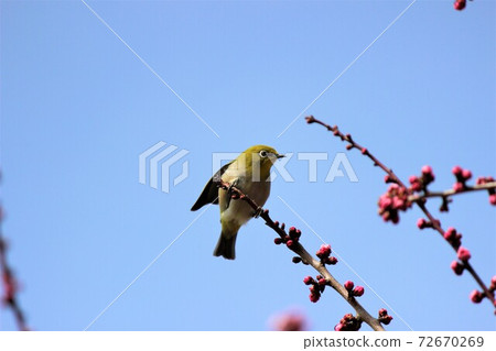 在蔚藍的天空曬日光浴 在蔚藍的天空曬日光浴 72670269