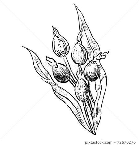 Coix line art sketch 72670270