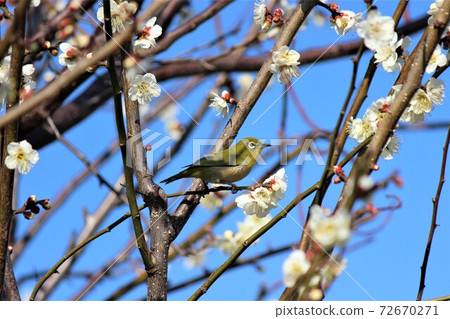梅林和mejiro在早春唱歌 梅林和mejiro在早春唱歌 72670271
