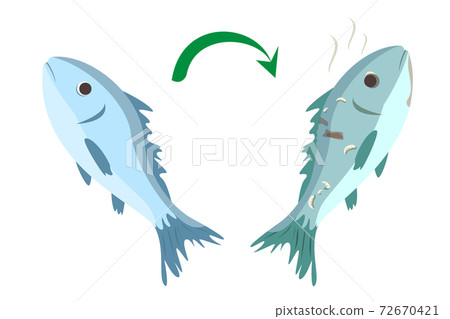 Fresh good fish becomes rotten vector isolated - Stock Illustration  [72670421] - PIXTA