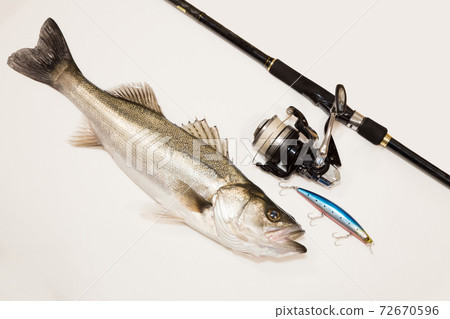 Tackle for freshly caught sea bass (sea bass) and sea bass fishing Tackle for freshly caught sea bass (sea bass) and sea bass fishing 72670596