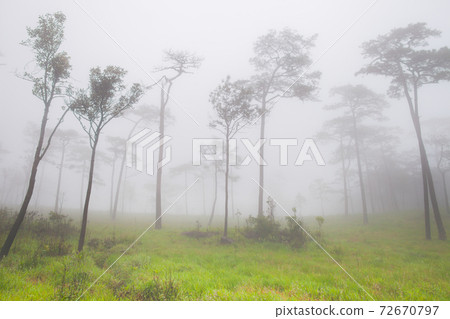forest with foggy at rainy season in tropicana forest with foggy at rainy season in tropicana 72670797