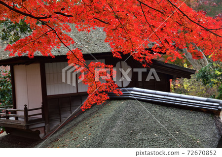Autumn leaves Sankeien Yokohama Autumn leaves Sankeien Yokohama 72670852