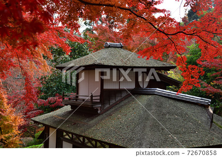 Autumn leaves Sankeien Yokohama Autumn leaves Sankeien Yokohama 72670858