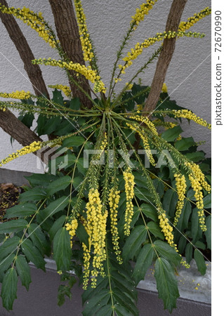 Mahonia · Charity 72670990
