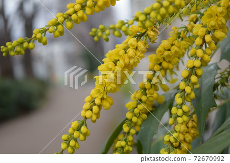 Mahonia · Charity Mahonia · Charity 72670992
