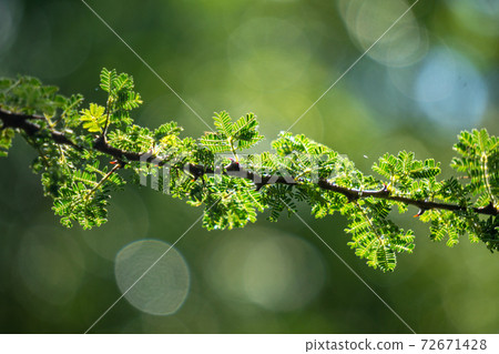 Detail of a whistling acacia branch on the Blurry green background in Tanzania East Africa 72671428