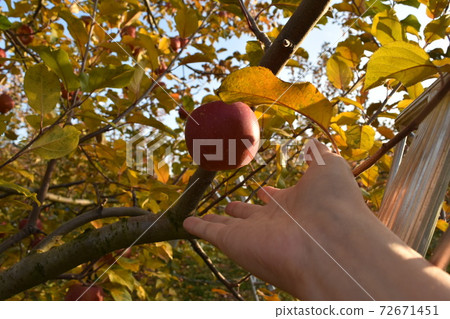A little more to the apple 72671451