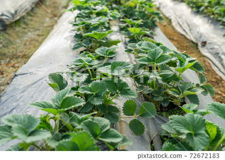 Strawberry leaves growing in rows inside greenhouse farm Strawberry leaves growing in rows inside greenhouse farm 72672183