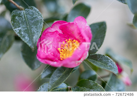 在一個寒冷的早晨霜花茶花 72672486