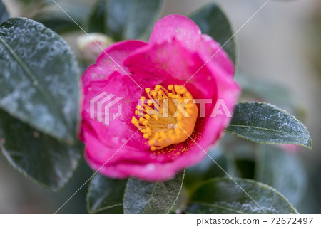 Camellia flowers with frost on a cold morning 72672497