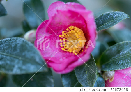 Camellia flowers with frost on a cold morning Camellia flowers with frost on a cold morning 72672498