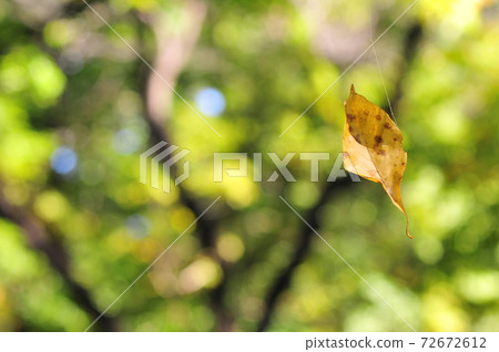 A good harvest mandarin orange field, a fruitful autumn mandarin orange field 72672612