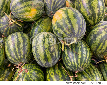 Heap of fresh stripped watermelons for sale at Heap of fresh stripped watermelons for sale at 72672839