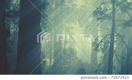 black tree trunk in a dark pine tree forest 72672913