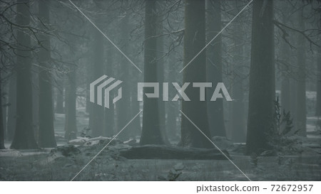 winter snow-covered forest on a cloudy day 72672957