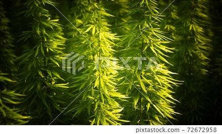 Field of green medial cannabis 72672958