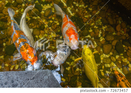 Close up of colorful Japanese Koi fish swimming 72673457