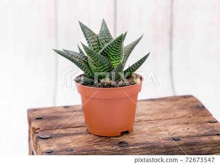 Haworthia / Haworthia venosa /. Growing exotic unpretentious indoor plants 72673547