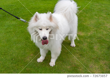 Cute fluffy white fur samoyed dog standing on the grass  72673857