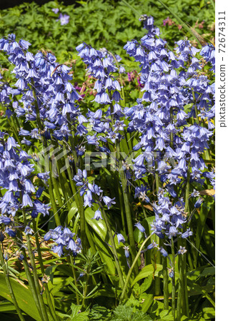 Bluebell (hyacinthoides non scripta) a blue spring flower perennial bulb plant found in woodland during the springtime flowering season, stock photo image Bluebell (hyacinthoides non scripta) a blue spring flower perennial bulb plant found in woodland during the springtime flowering season, stock photo image 72674311