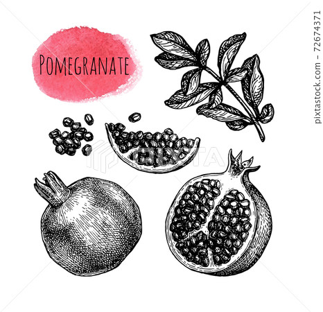 Pomegranate ink sketch collection. Pomegranate ink sketch collection. 72674371
