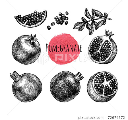 Pomegranate ink sketch collection. Pomegranate ink sketch collection. 72674372
