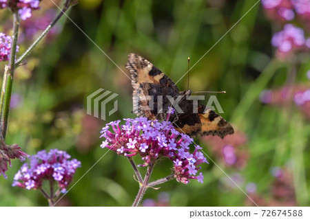 Painted Lady butterfly (Vanessa cardui) feeding on a purple verbena bonariensis flower Painted Lady butterfly (Vanessa cardui) feeding on a purple verbena bonariensis flower 72674588