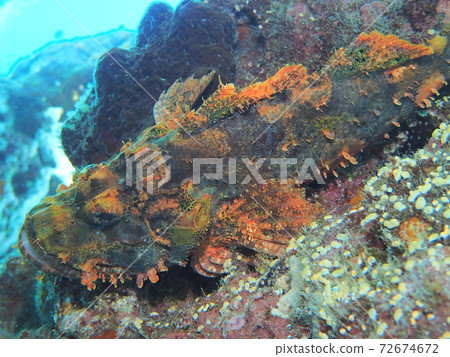 Onikasago Okinawa Sea 72674672