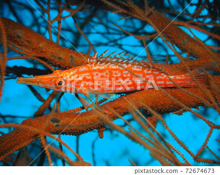 Kudagonbe Okinawa Sea 72674673