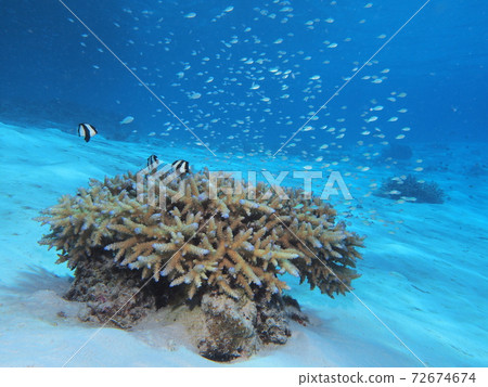 Dance to the sea coral of Okinawa 72674674