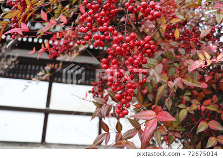 紅色南部水果 72675014