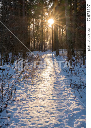 The rays of the sun shining on the snow-covered path in a pine forest. The rays of the sun shining on the snow-covered path in a pine forest. 72675297