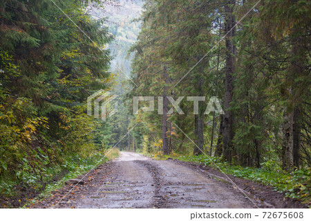 Road in the forest 72675608