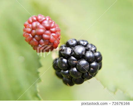 Photography from whole ripe berry black, red blackberry in nature closeup 72676166