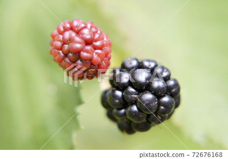 Photography from whole ripe berry black, red blackberry in nature closeup Photography from whole ripe berry black, red blackberry in nature closeup 72676168