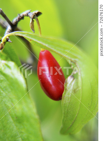 whole ripe soft berry red dogwood tree in nature closeup whole ripe soft berry red dogwood tree in nature closeup 72676170