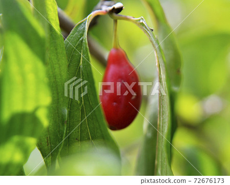 whole ripe soft berry red dogwood tree in nature closeup 72676173