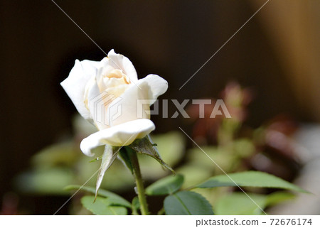 Wild beauty flower with nectar blooming in field countryside 72676174