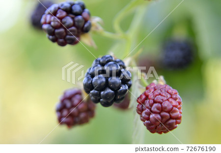 Photography from whole ripe berry black, red blackberry in nature closeup Photography from whole ripe berry black, red blackberry in nature closeup 72676190