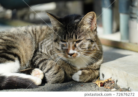 A young stray cat, Kijitora, who has a cold or whose eyes seem to be hung up instead of his usual face. A young stray cat, Kijitora, who has a cold or whose eyes seem to be hung up instead of his usual face. 72676272