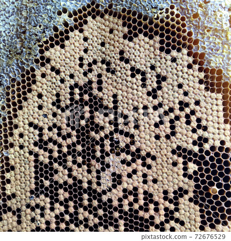 hexagon structure is honeycomb from bee hive filled with golden honey 72676529