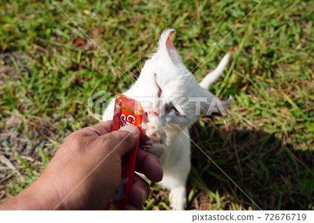 The weak abandoned white cat female also grows up splendidly and shows us eating rice with her boyfriend. The weak abandoned white cat female also grows up splendidly and shows us eating rice with her boyfriend. 72676719