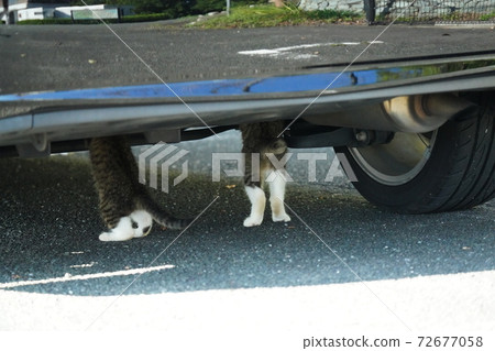 Kijitora Shirano Ryoneko的小貓兄弟在汽車檢查後檢查汽車的底盤系統 Kijitora Shirano Ryoneko的小貓兄弟在汽車檢查後檢查汽車的底盤系統 72677058