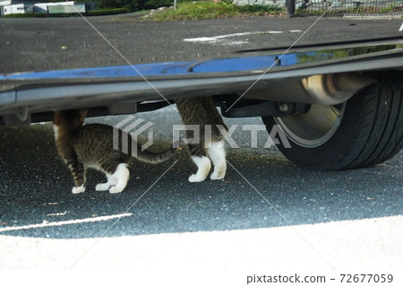 Kitten brothers of Kijitora Shirano Ryoneko checking for the underside of the car after the vehicle inspection Kitten brothers of Kijitora Shirano Ryoneko checking for the underside of the car after the vehicle inspection 72677059